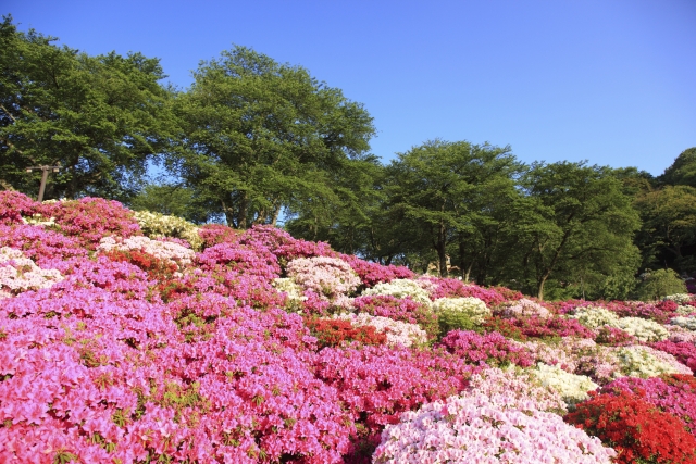 福井-西山公園-つつじ