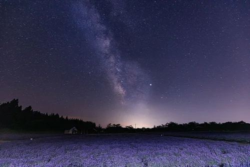 北海道のラベンダーと広大な星空