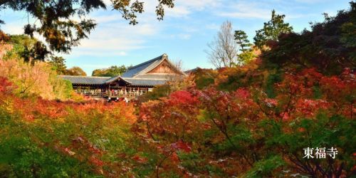 国内-絶景-東福寺