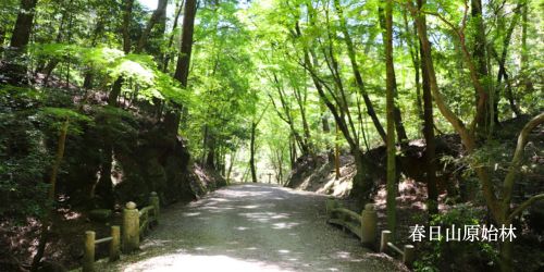 国内-絶景-春日山原始林