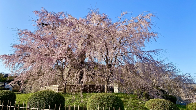 人気なしだれ桜