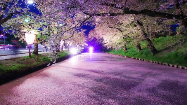 桜のトンネルと水面のピンク絨毯