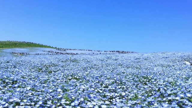 茨城県の国営ひたち海浜公園ネモフィラ