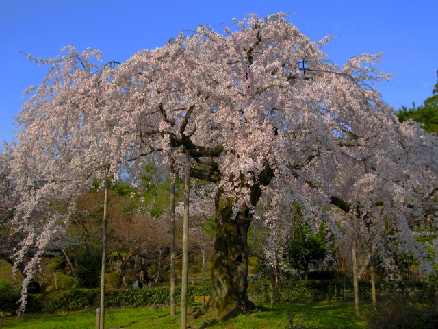 満開の桜